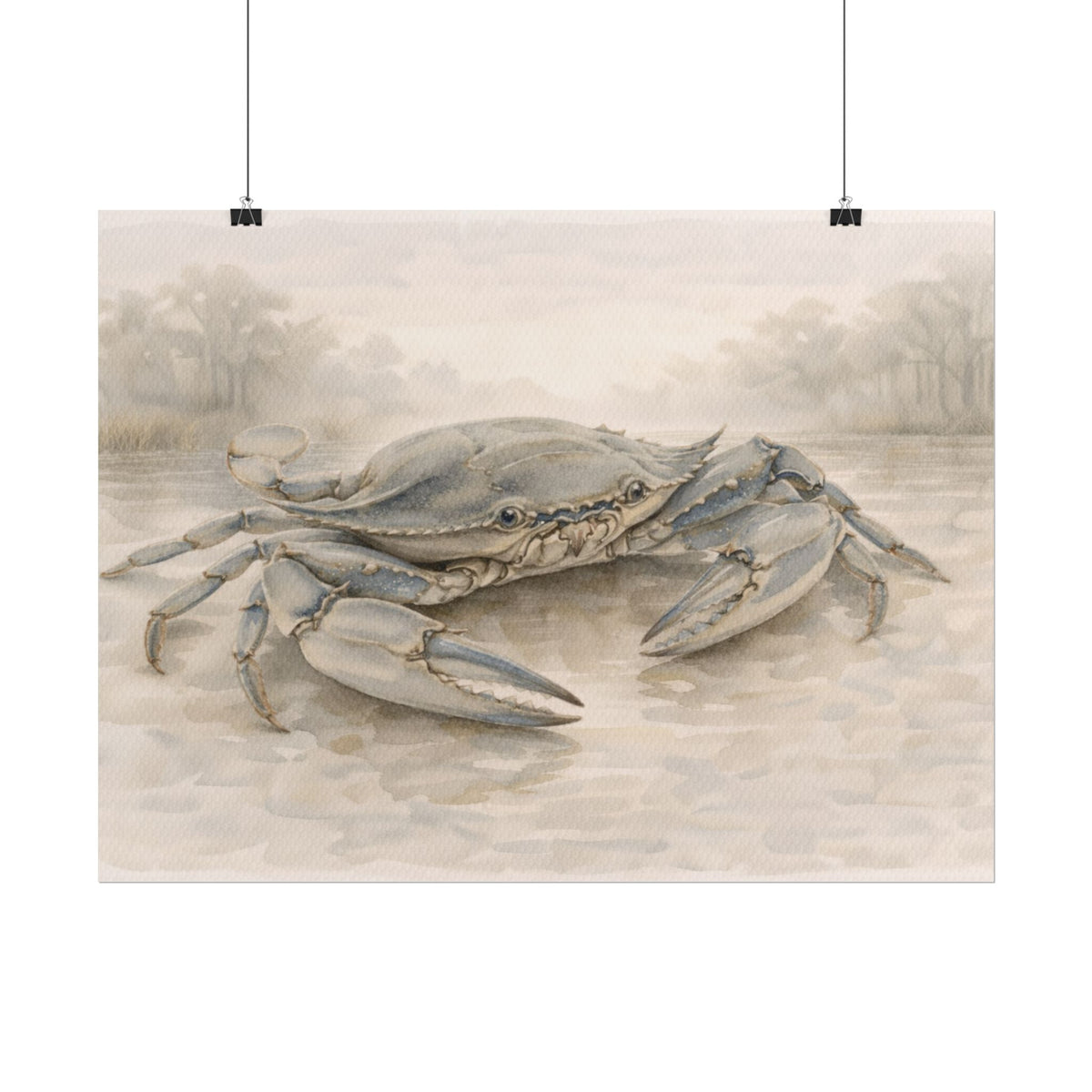 Blue Crab Illustration Rolled Poster