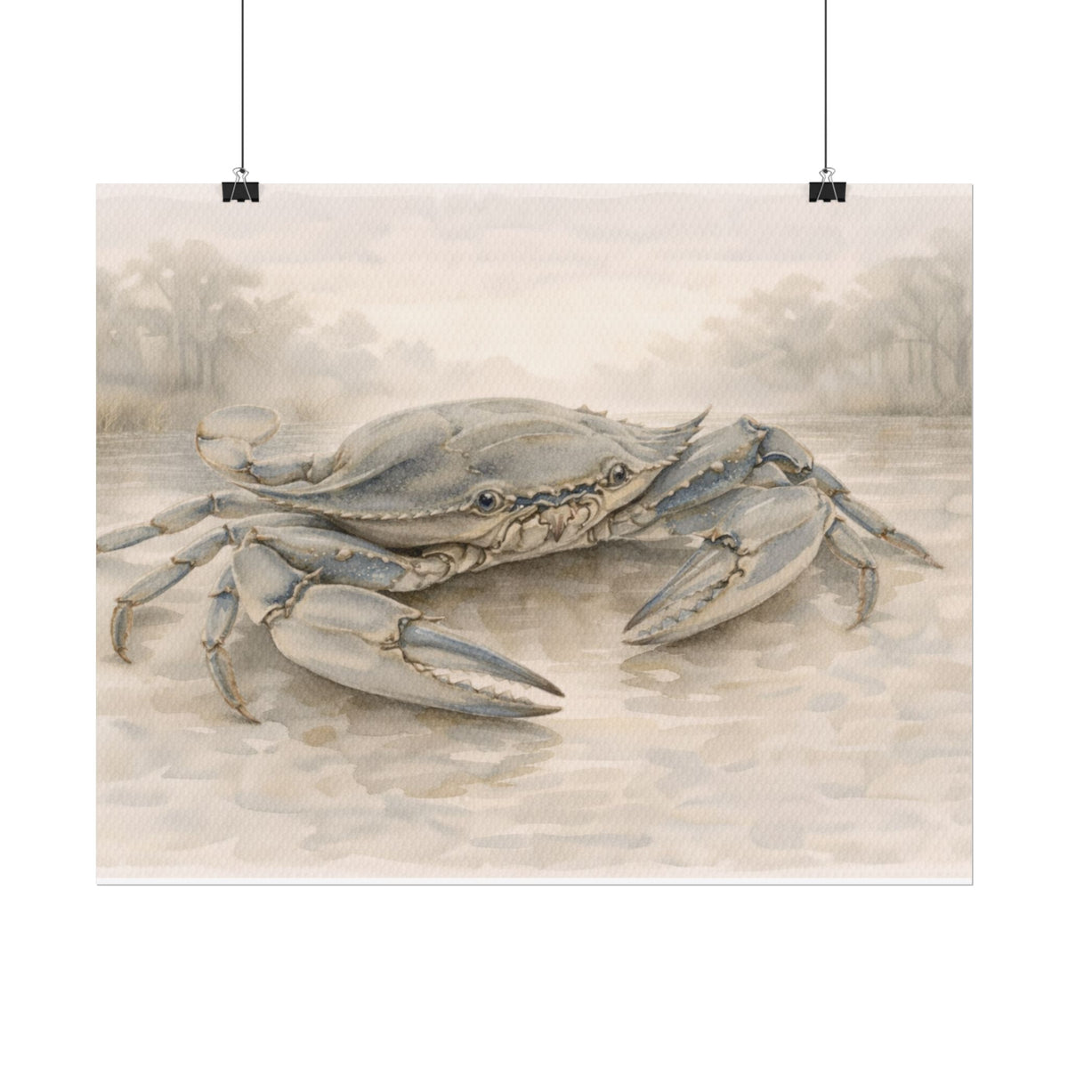 Blue Crab Illustration Rolled Poster
