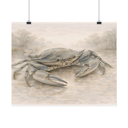 Blue Crab Illustration Rolled Poster