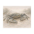 Blue Crab Illustration Rolled Poster